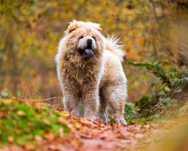 Ter dekking chow chow reu 