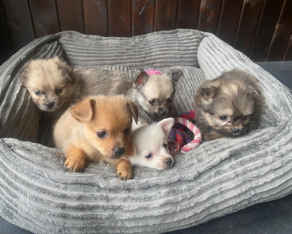 Leuke boomer pups 